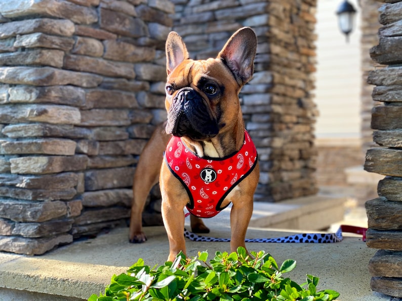 Red Paisley Cow Print Reversible Dog Harness - Etsy