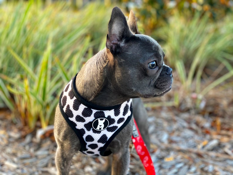 Op de afbeelding: Een blauwe Franse bulldog met een zwart-witte koe-print hondenharnas met een rode riem.