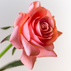 May include: A single pink rose with a light pink center, the rose is in focus and the background is blurred.