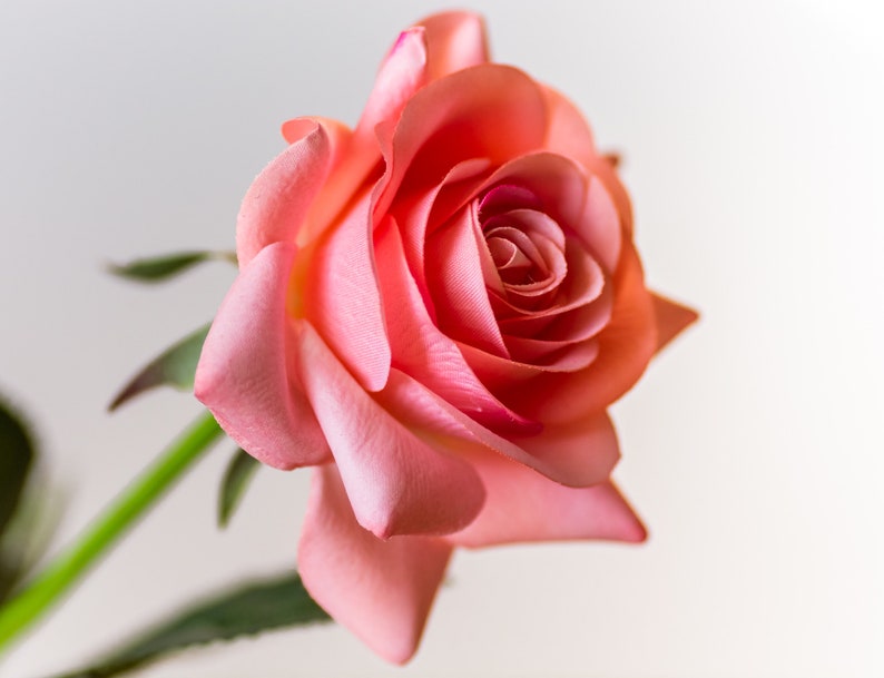 May include: A single pink rose with a light pink center, the rose is in focus and the background is blurred.