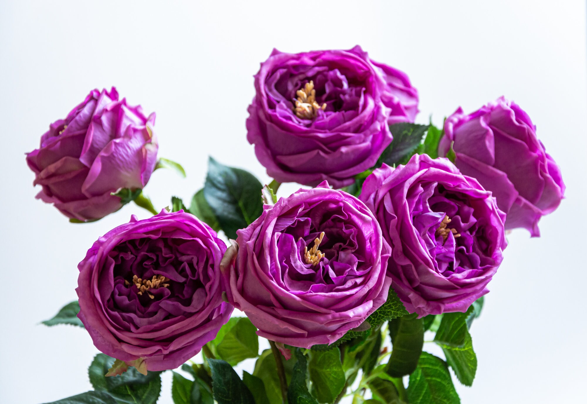 Real Touch Purple Roses. Artificial Austin Rose. Wedding Etsy