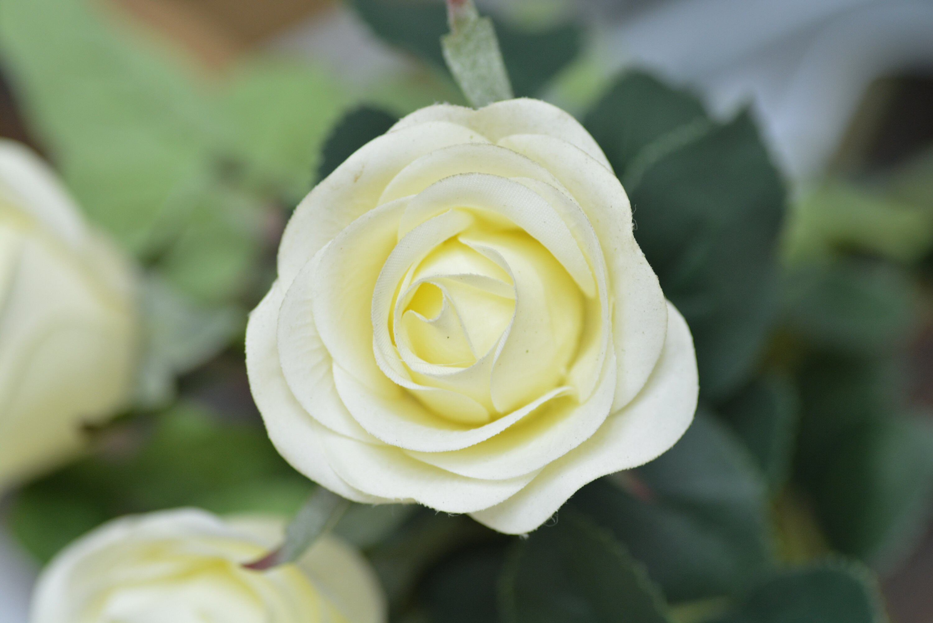 Realistic rose. Ivory spray rose. 6 roses. Artificial | Etsy