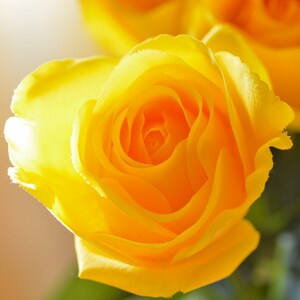 Pode incluir: Um close-up de uma &uacute;nica rosa amarela com p&eacute;talas macias. A rosa est&aacute; em foco, enquanto o fundo est&aacute; desfocado.