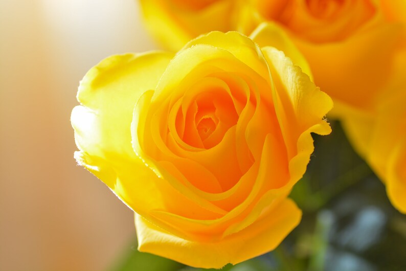 Pode incluir: Um close-up de uma &uacute;nica rosa amarela com p&eacute;talas macias. A rosa est&aacute; em foco, enquanto o fundo est&aacute; desfocado.