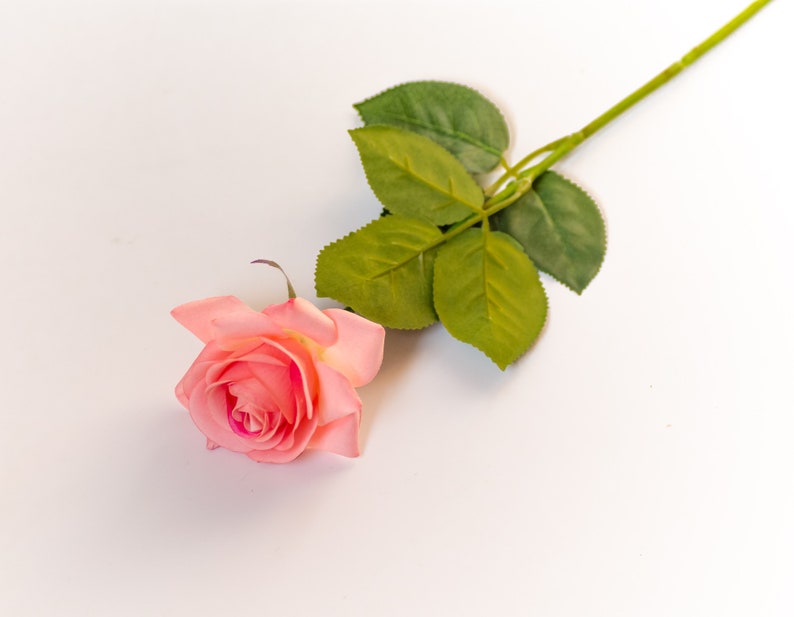 May include: A single pink rose with green leaves on a white background.