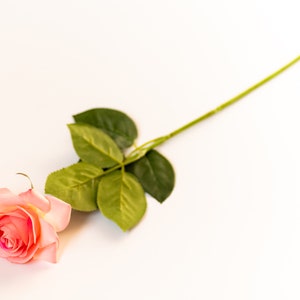 May include: A single pink rose with green leaves and a long stem on a white background.