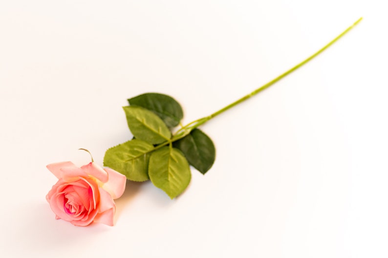 May include: A single pink rose with green leaves and a long stem on a white background.