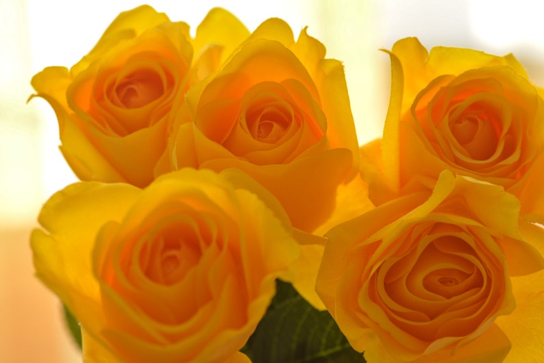 Pode incluir: Um buqu&ecirc; de cinco rosas amarelas com p&eacute;talas macias.