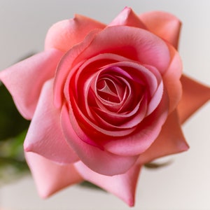 May include: A single pink rose with a light pink center. The rose is in focus and the background is blurred.