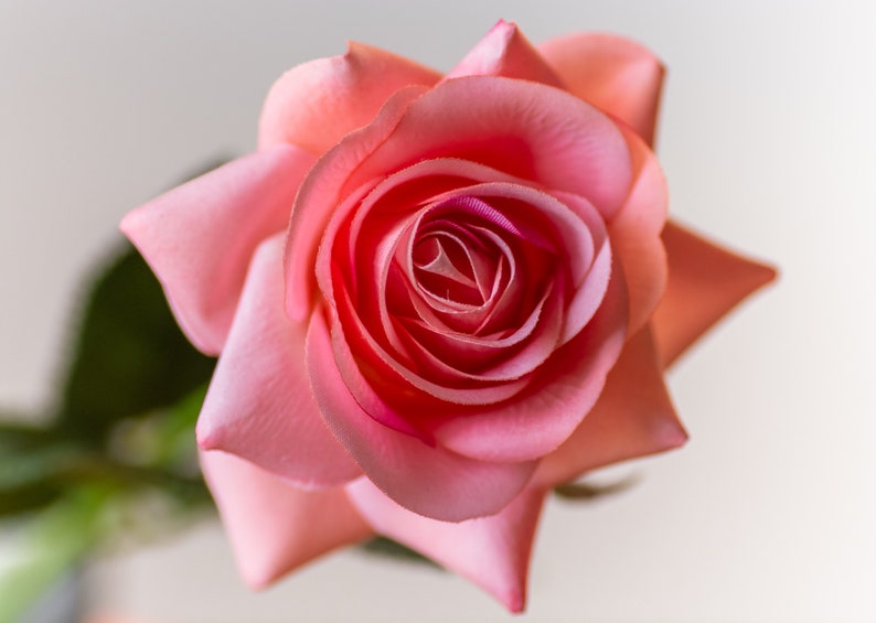 May include: A single pink rose with a light pink center. The rose is in focus and the background is blurred.