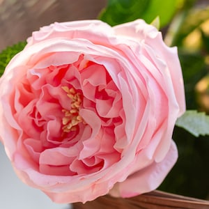 Véritable touche de roses roses. Rose Austin artificielle. fleurs de mariage. Fleurs artificielles. Cadeau de demoiselle d’honneur.