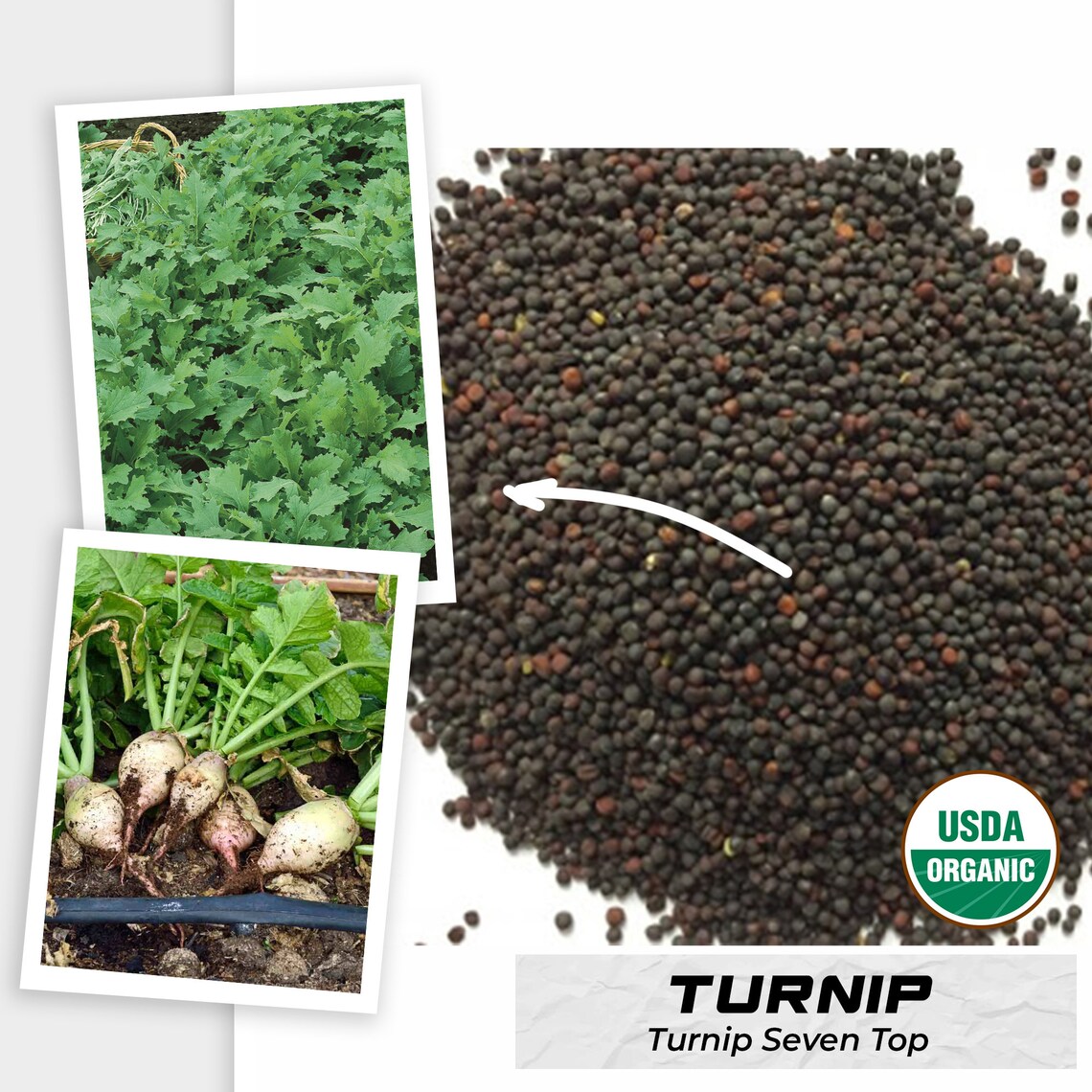 350 Seven Top Turnip Seeds Green Brassica rapa Organic Garden Etsy