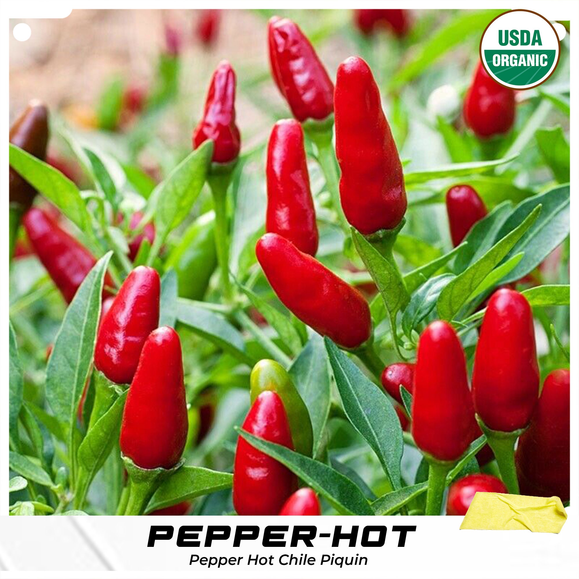 Anaheim Chile Pequin Hot Pepper Seeds Piquin Capsicum annuum Etsy