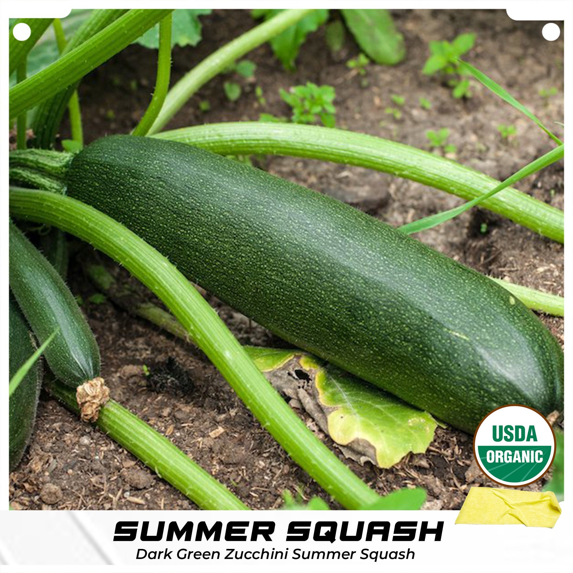 Dark Green Zucchini Summer Squash Seeds Cucurbita pepo Organic Etsy