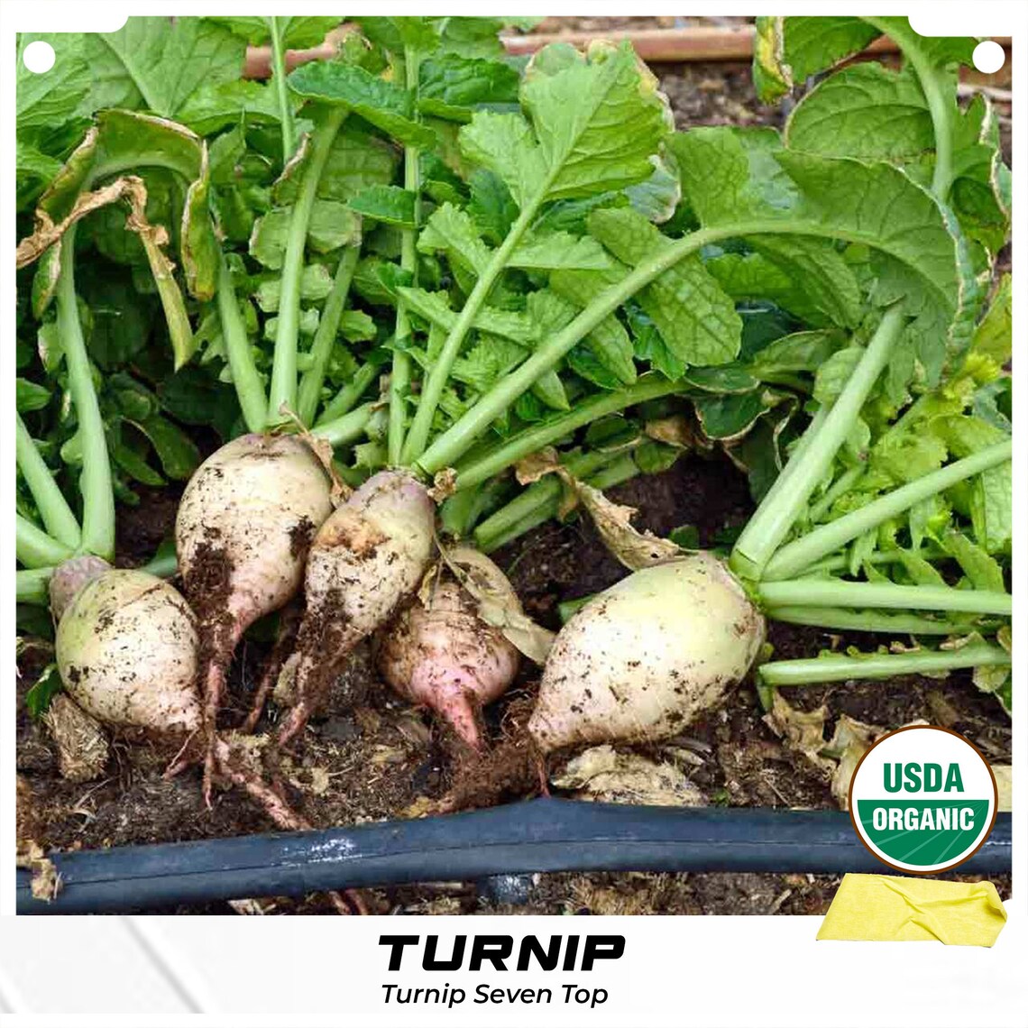350 Seven Top Turnip Seeds Green Brassica rapa Organic Garden Etsy