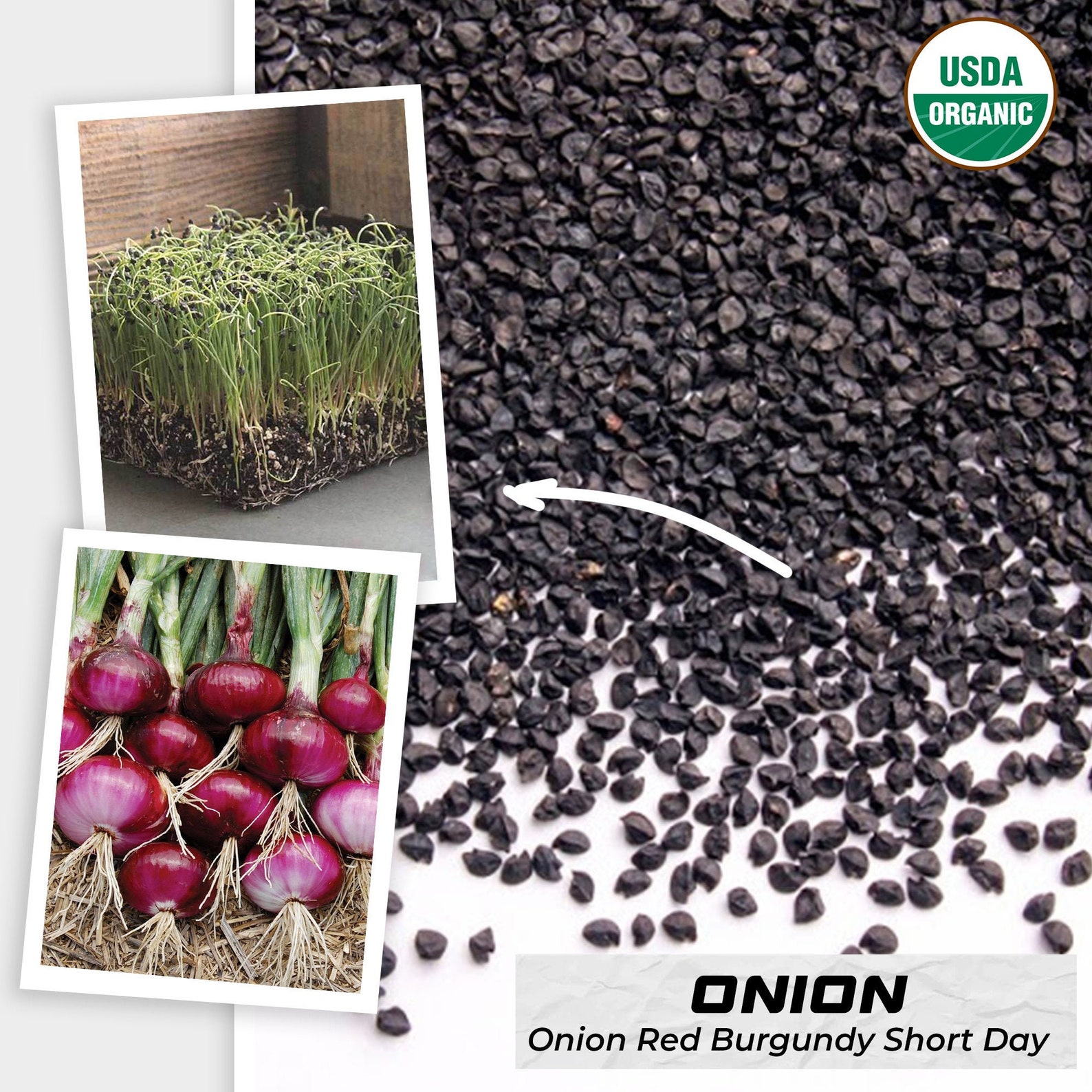 Red Burgundy Onion Seeds Short Day Noonday Allium cepa Organic Etsy