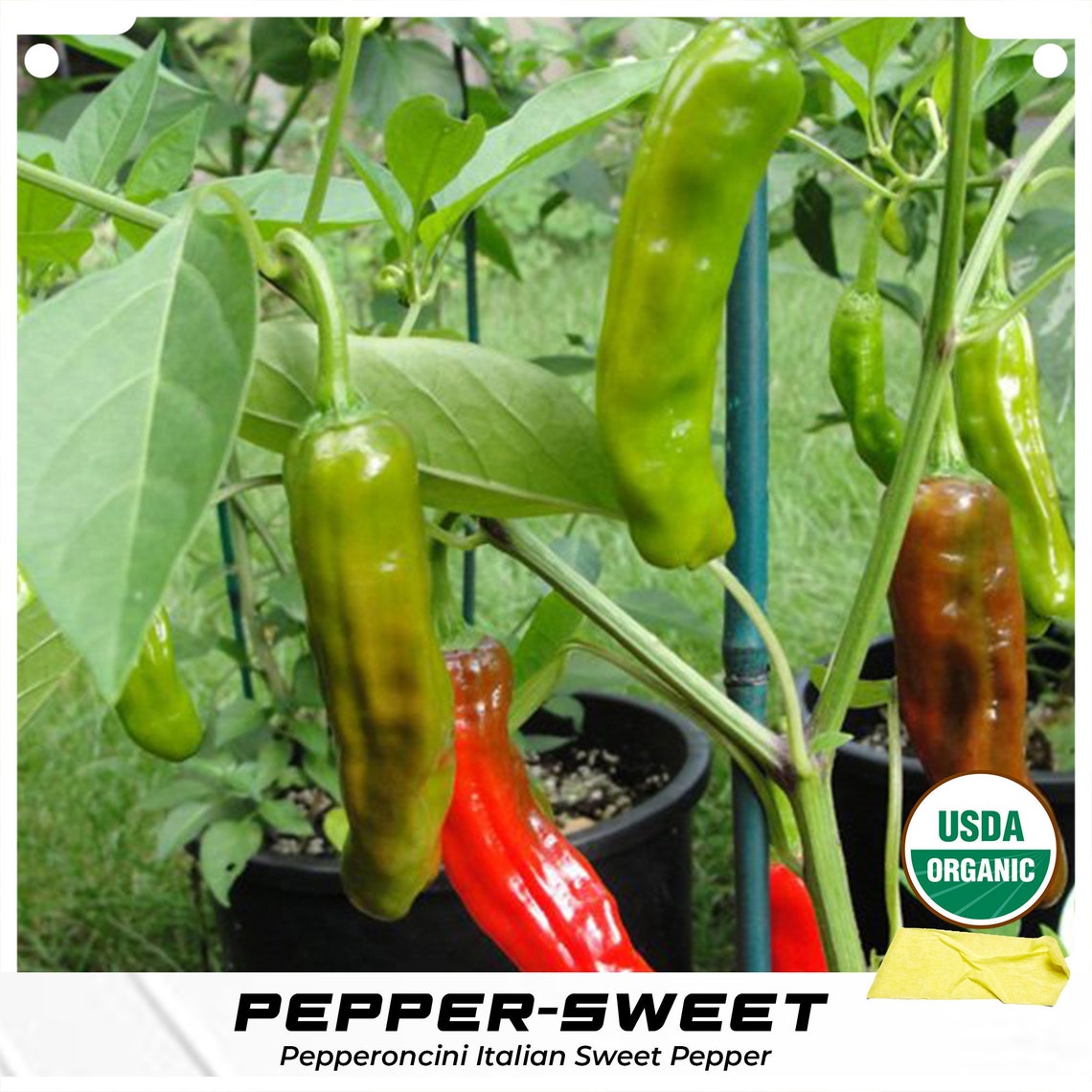 Pepperoncini Italian Sweet Pepper Seeds Friggitello Etsy