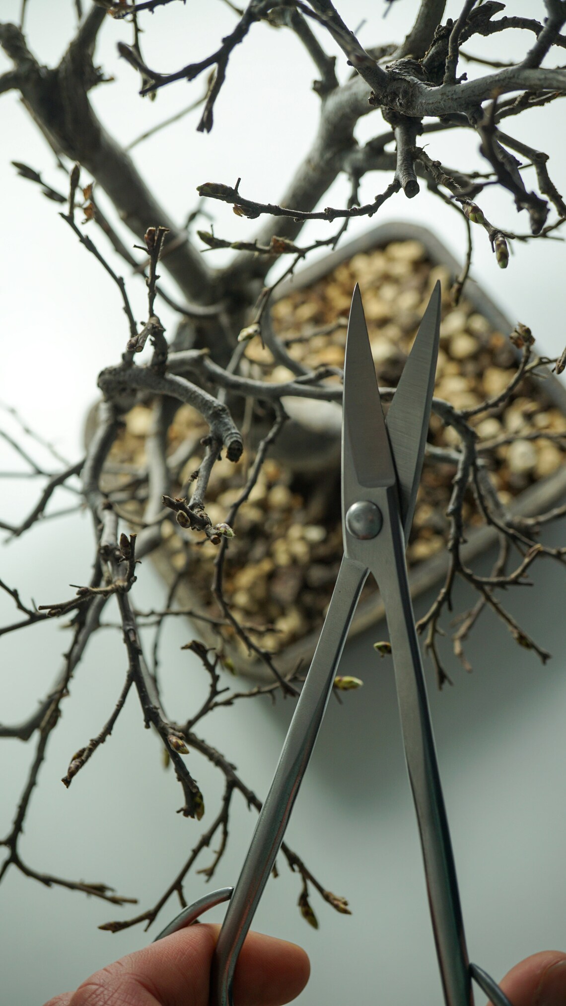 Premium Bonsai Scissors Very Sharp Ergonomic Shape Pruning Etsy