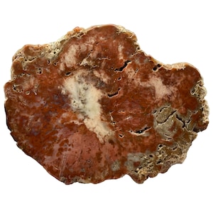 Natural Petrified Wood Crystal Polished Slice Specimen