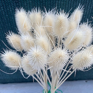11 pieces, Bleached thistle, white dried flowers, Dried lint, Dried flowers