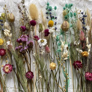 Könnte beinhalten: Eine Sammlung getrockneter Blumen und Gräser in verschiedenen Farben, darunter Magenta, Gelb, Weiß und Türkis. Das Arrangement umfasst verschiedene Stängel, Samenkapseln und kleine Blüten, die eine vielfältige botanische Darstellung bilden.