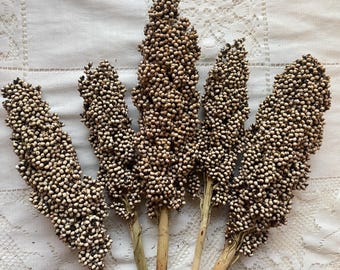 May include: A bunch of dried sorghum stalks with beige and brown seed heads. The stalks are tied together at the base.