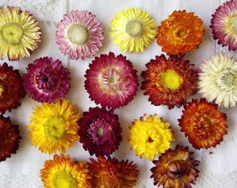 100 Pieces, Helihrizum Colorful Flower Set, Real Dried Flowers, Mini Dried Flowers for Art and Craft Projects