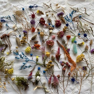 Natural materials set for creative projects, dry forest collection, natural craft supplies