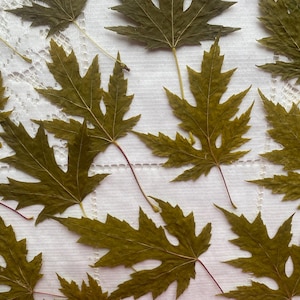 25 real dried maple leaves, dried leaves for crafts