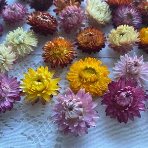 100 Stück Strohblumenköpfe, getrocknete Helichrysum, getrocknete Blumen zum Basteln, bunte Helichrysum