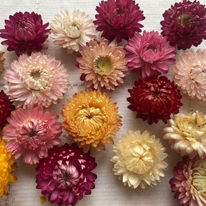 25/50/100 Stück Strohblumenköpfe, getrocknete Helichrysum, getrocknete Blumen für das Basteln, bunte Helichrysum