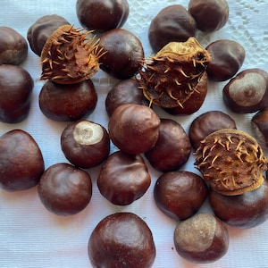 20/25 pieces, real dried horse chestnuts, organic natural materials for crafts
