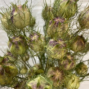 25 branches, cosses de nigelle séchées naturelles, décoration intérieure, fleurs séchées, fleurs vertes