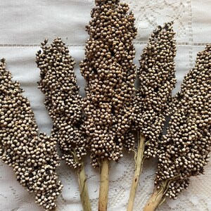 K&ouml;nnte beinhalten: Ein Bund aus sechs getrockneten Sorghumhalmen mit beige-braunen Samenk&ouml;pfen.