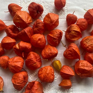 Könnte beinhalten: Draufsicht auf zahlreiche orangefarbene Lampionfrüchte auf einer weißen Oberfläche. Die Früchte haben eine papierartige, laternenartige Form mit einem leuchtenden Orangeton und einige haben kleine Stiele.