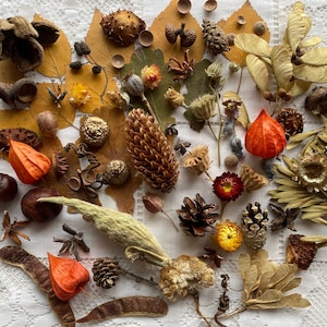 Natural materials set for creative projects, dry forest collection, natural craft supplies
