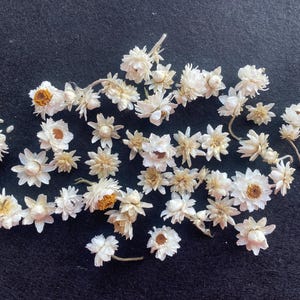 50 heads of amobium, white flowers,wedding bouquets,wildflowers,dried flowers