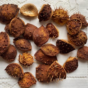 25/50 Cáscaras secas de castaño de Indias, vainas naturales con semillas espinosas para manualidades