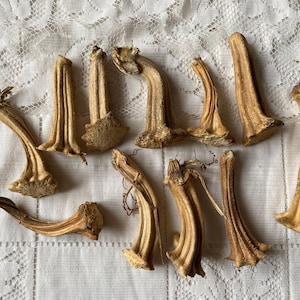 May include: A collection of eleven dried, light brown pumpkin stems arranged in a group. Each stem features a woody, textured surface with vertical ridges and a flared, irregular base where it was once attached to the pumpkin fruit.