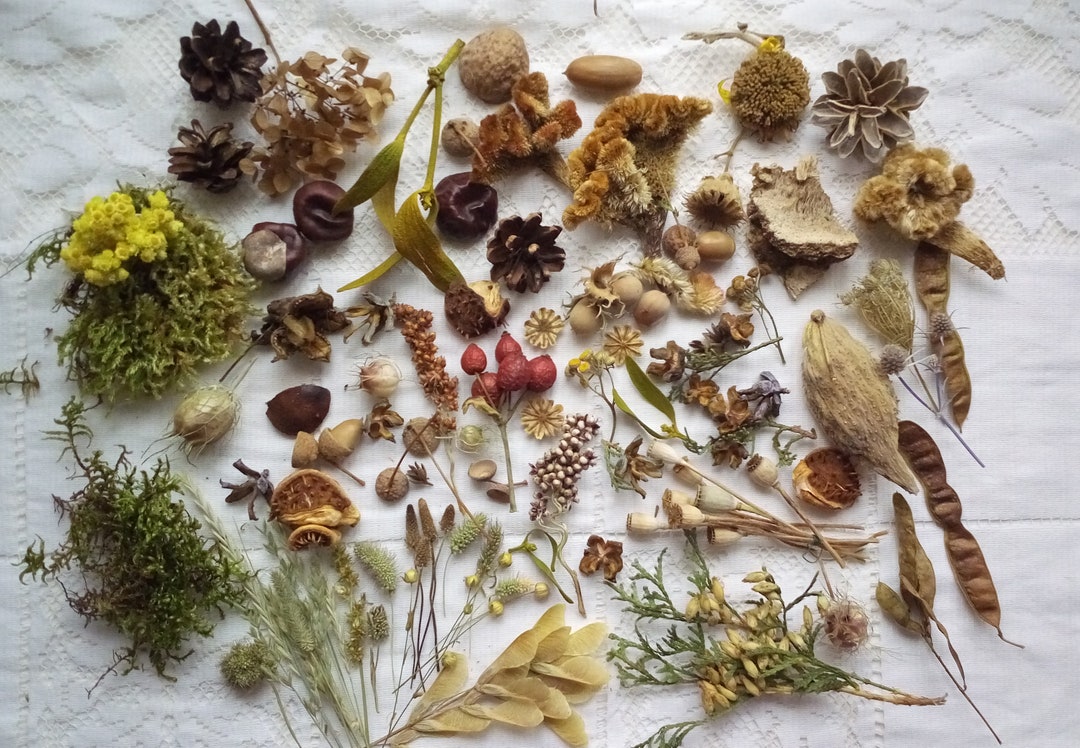 Natural Materials Set for Creative Projects, Dry Forest Collection
