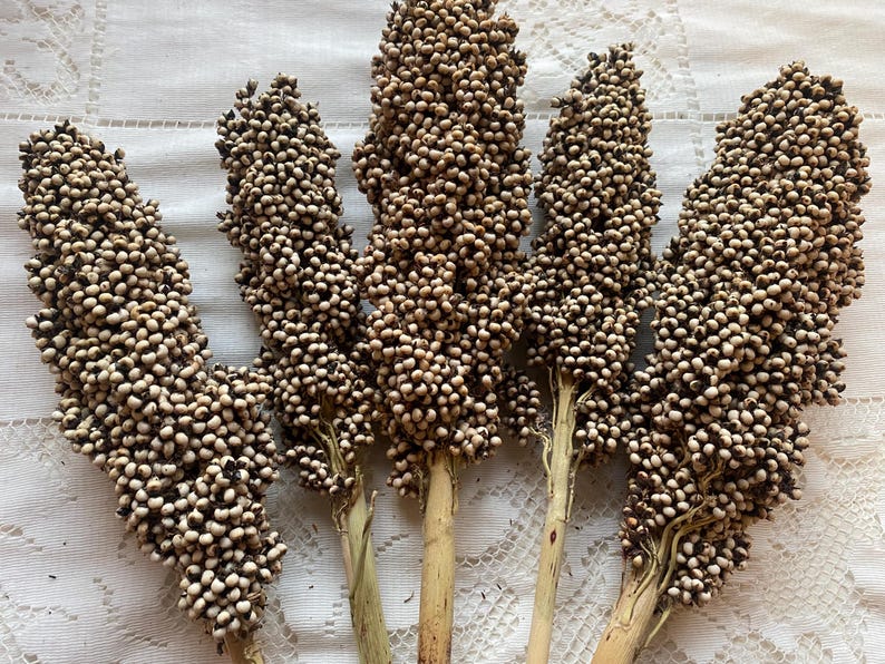 K&ouml;nnte beinhalten: Ein B&uuml;ndel getrockneter Sorghumst&auml;ngel mit beige-braunen Samenk&ouml;pfen.