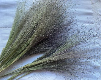 May include: A bunch of dried pampas grass with long, feathery plumes in shades of green and purple.