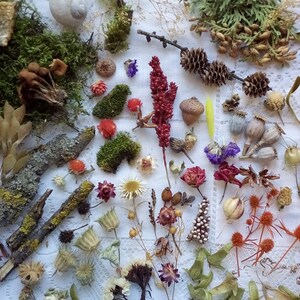 Natural materials set for creative projects, dry forest collection, natural craft supplies