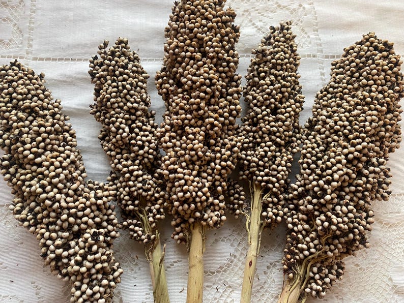 K&ouml;nnte beinhalten: Ein Bund aus sechs getrockneten Sorghumhalmen mit beige-braunen Samenk&ouml;pfen.