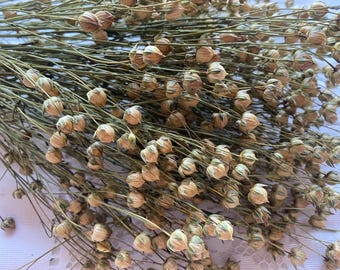 Könnte beinhalten: Nahaufnahme von getrockneten Leinstängeln mit zahlreichen Samenkapseln. Die Stängel sind ein gedämpftes Grünbraun, und die Samenkapseln sind hellbraun. Geeignet für Blumenarrangements und dekorative Zwecke.