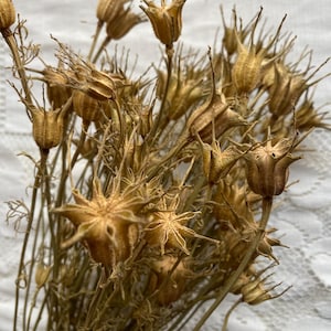 25 branches, cosses de nigelle séchées naturelles, décoration intérieure, fleurs séchées, fleurs vertes