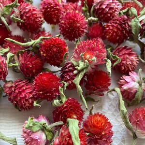 50/100 pcs red gomphrena heads, tiny dried flowers, making candles with your hands, resin flowers, gomphrena for projects