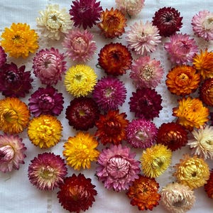 55 têtes de fleurs en paille, hélichryse séchée, fleurs séchées pour travaux manuels, hélichryse colorée