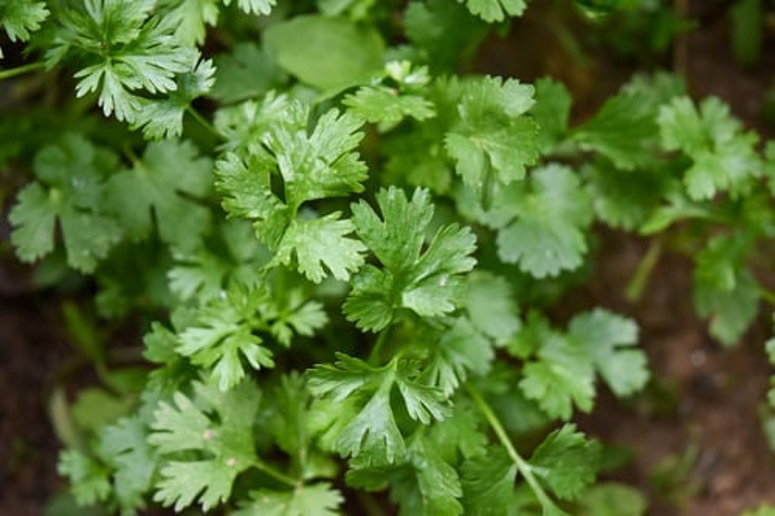 Parsley Seeds 100 Seed Pack. Dark Green Italian Flat Leaf Etsy