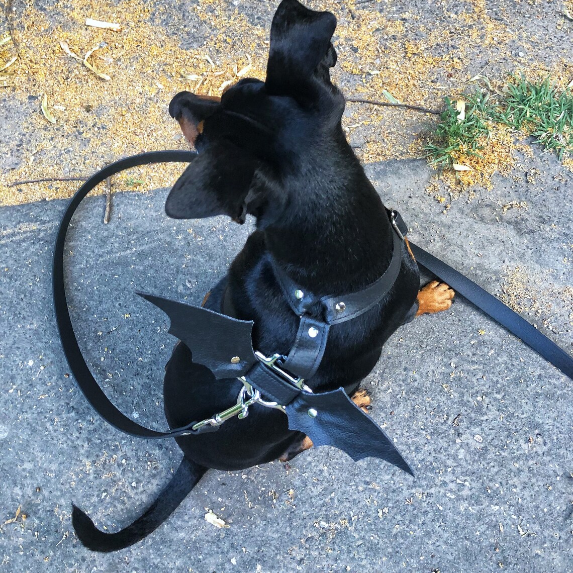 Black Dog Harness With Bat Wings Premium Harness Vegan Etsy